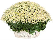 Цветочная композиция из Ромашки в корзине #REPLACE_PRED# Гуеве